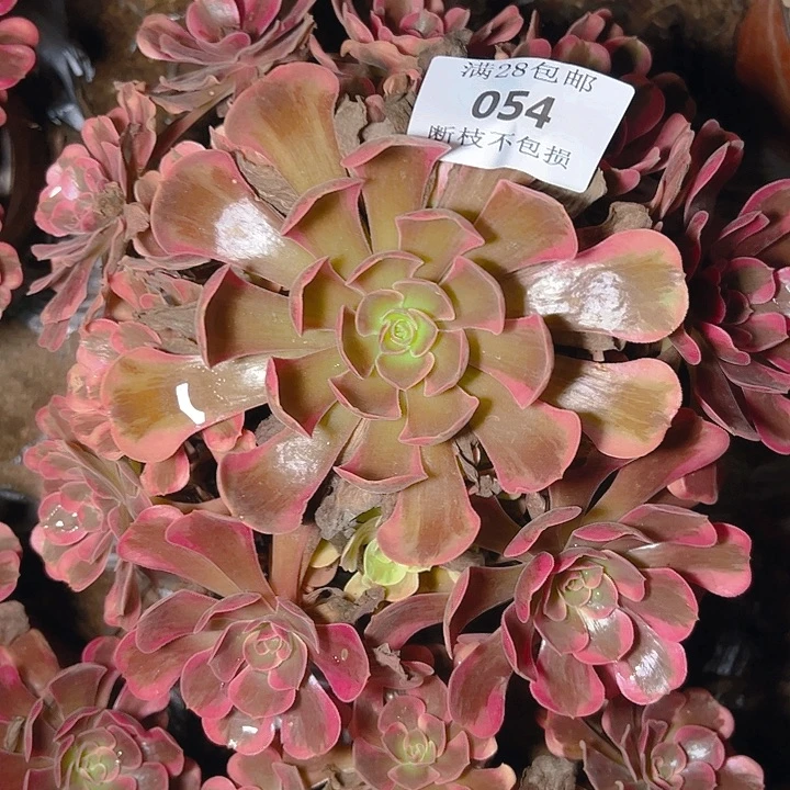 054爱神多肉植物保护