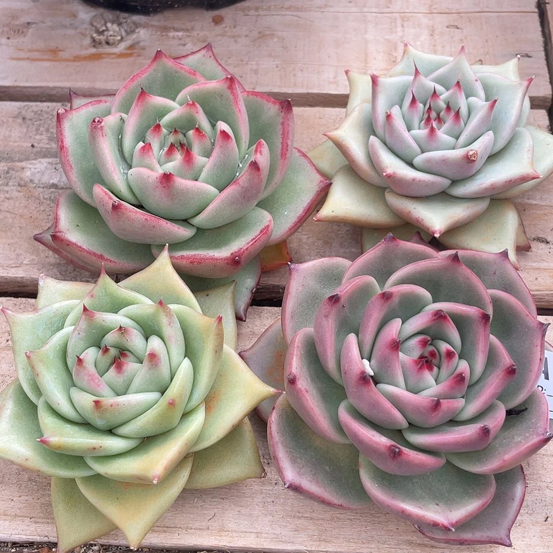 若如东云单拍A266