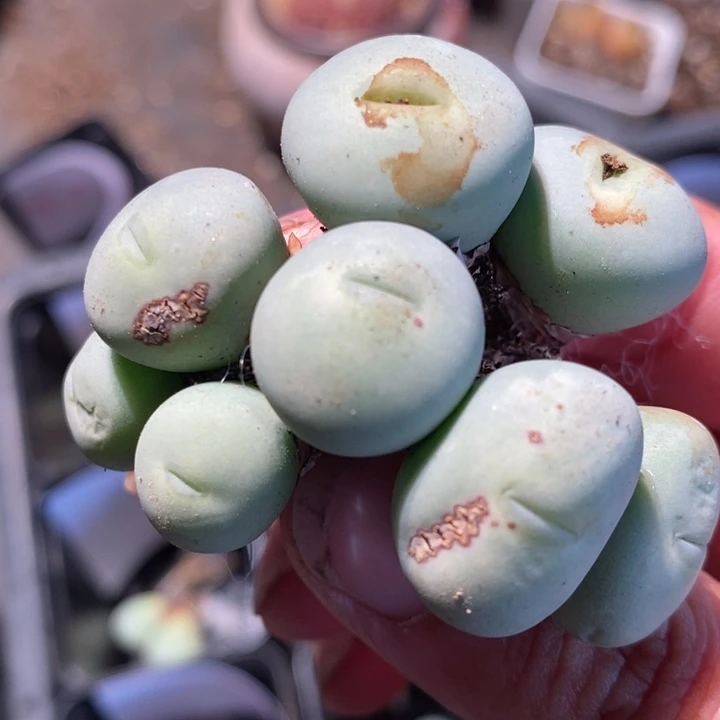 537大型小红嘴一群