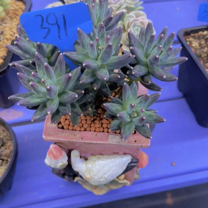 大**潘391多肉植物一物一拍