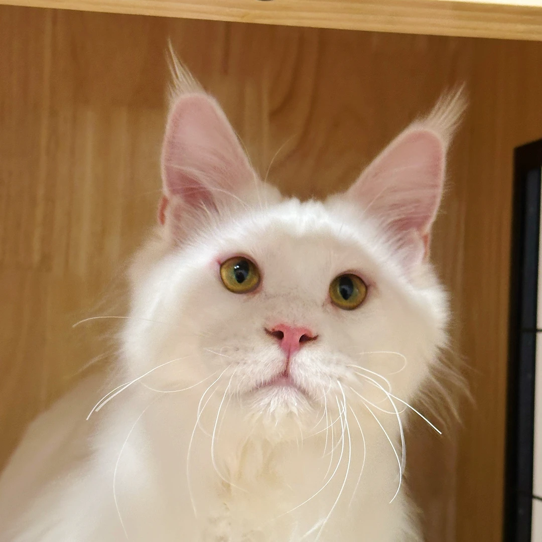 来了姊妹-纯白缅因猫-弟弟-57