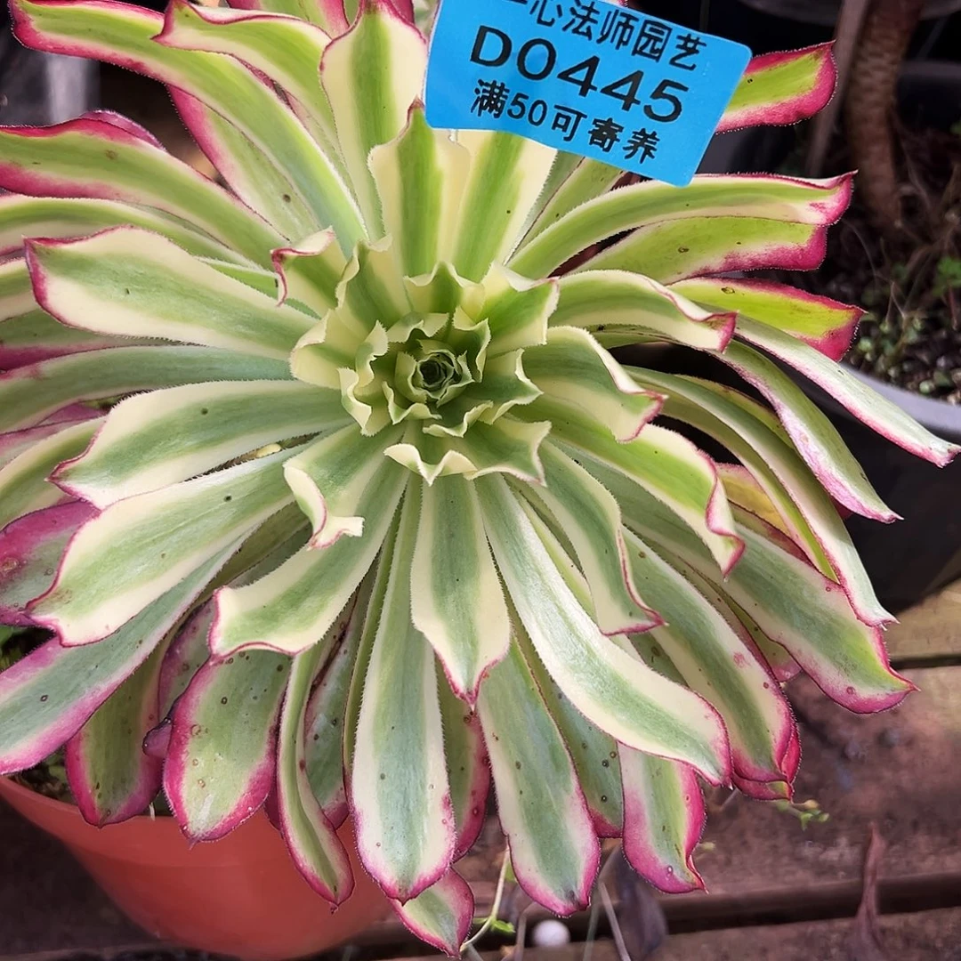 0445多肉植物仙墨