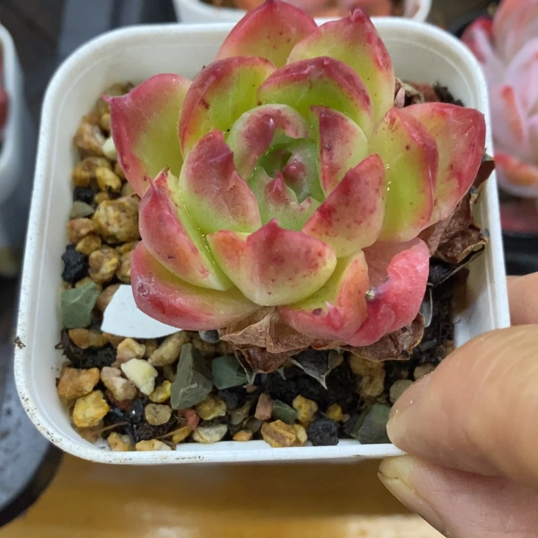 精品多肉一物拍不包整133