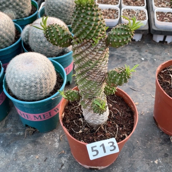 高**志513大铁甲麒麟植物