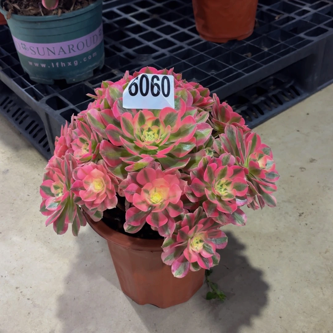 T***g无花朵6060粉女巫111111