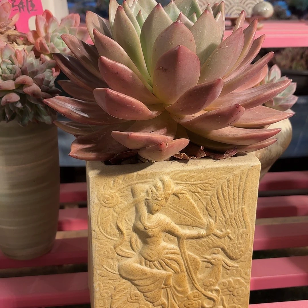 香兵多肉植物啦啦啦