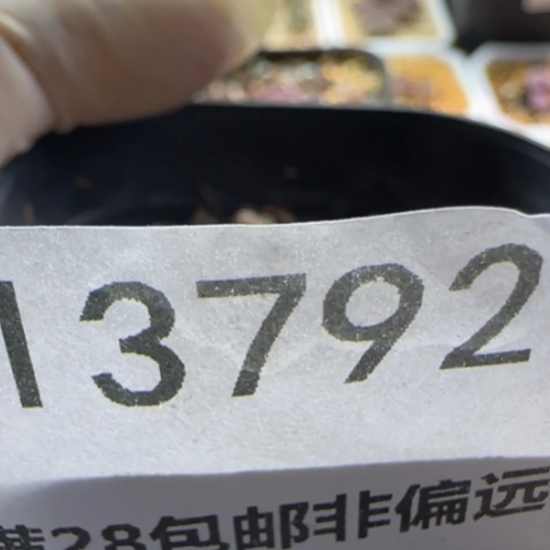 【闪购商品】丹*13792