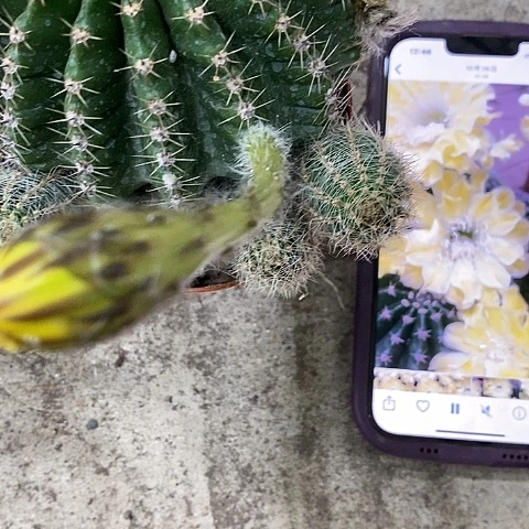 凌白仙人球，/468990