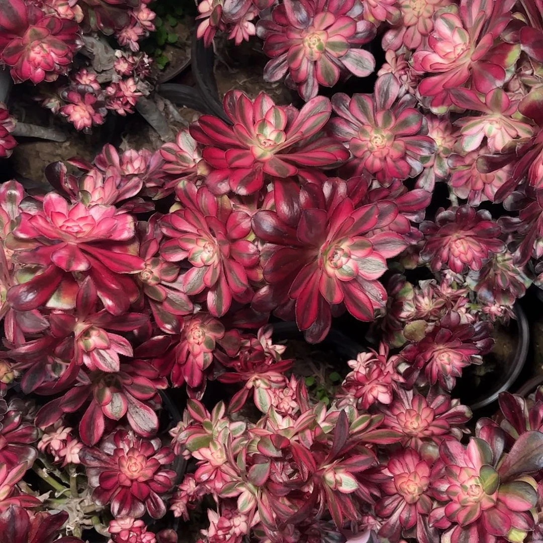 多肉植物香奈尔砍头50颗