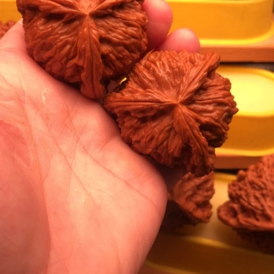 向***初核桃核桃咯核桃核桃