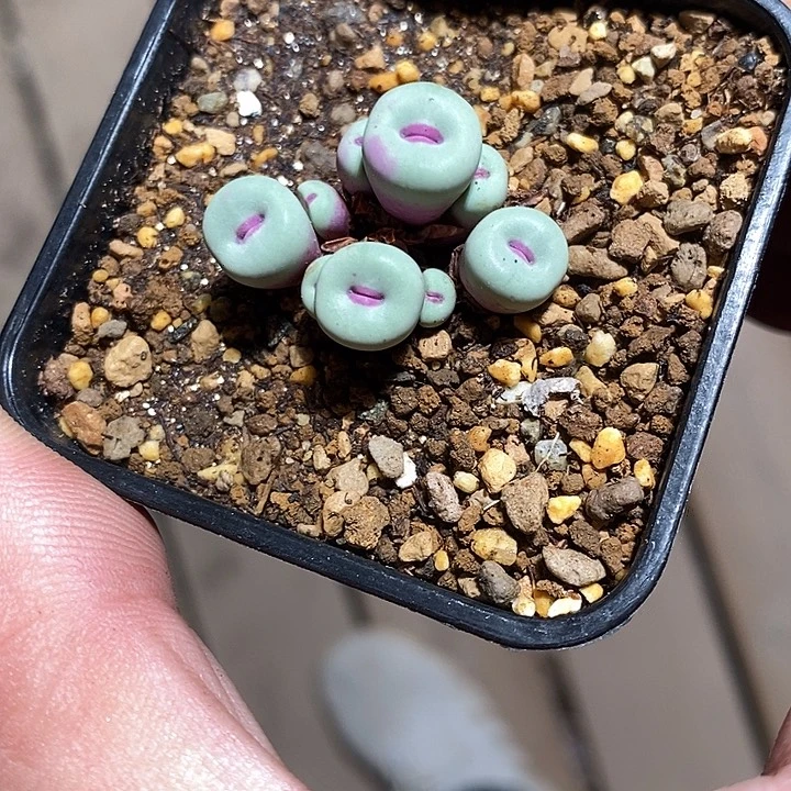 14354。   一盒红嘴群。