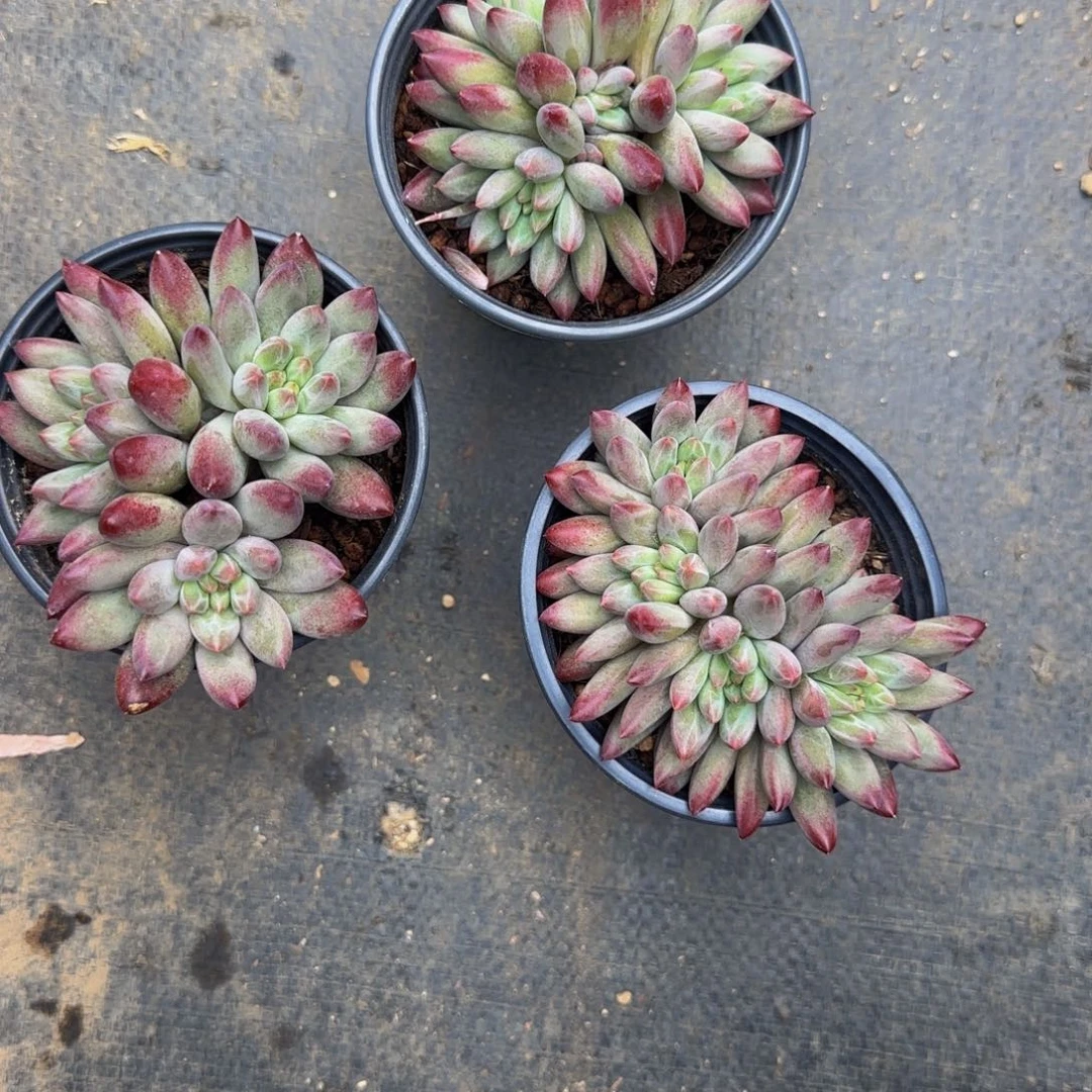 无花朵玉***金A24金鱼姬，三颗