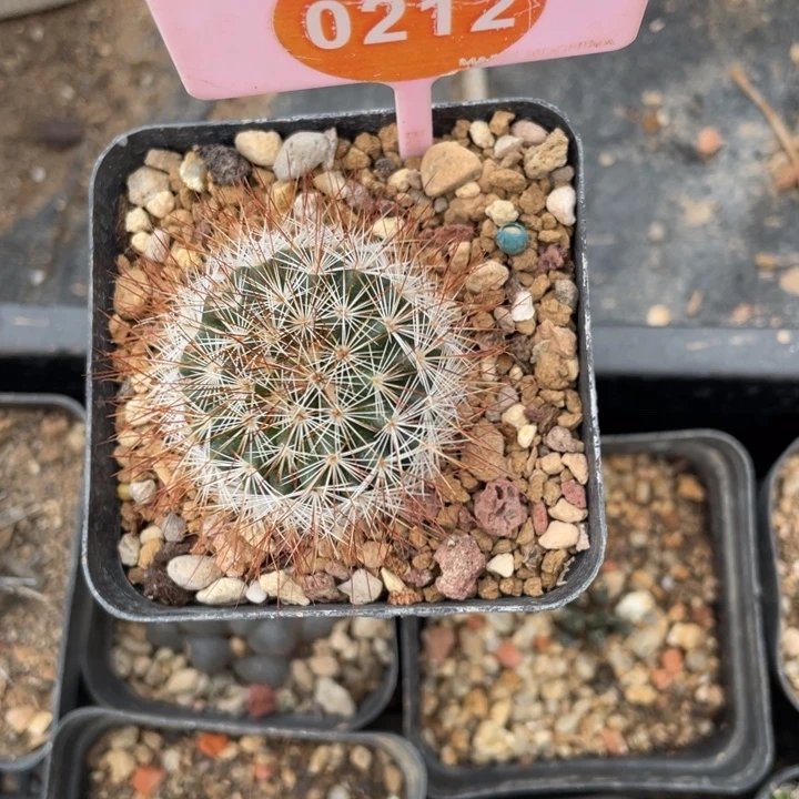 今***士实生马库斯02120212
