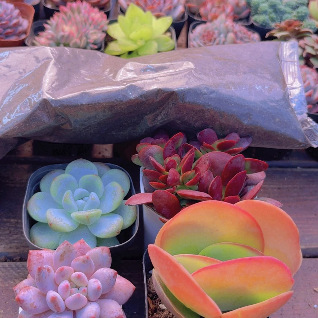 土一包。冰玉。半夏。唐印。紫蝶