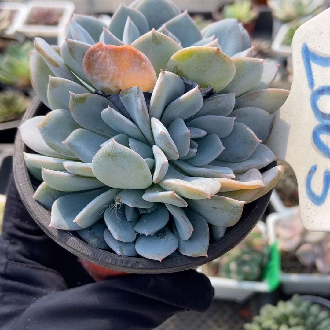 2005白茶多肉植物