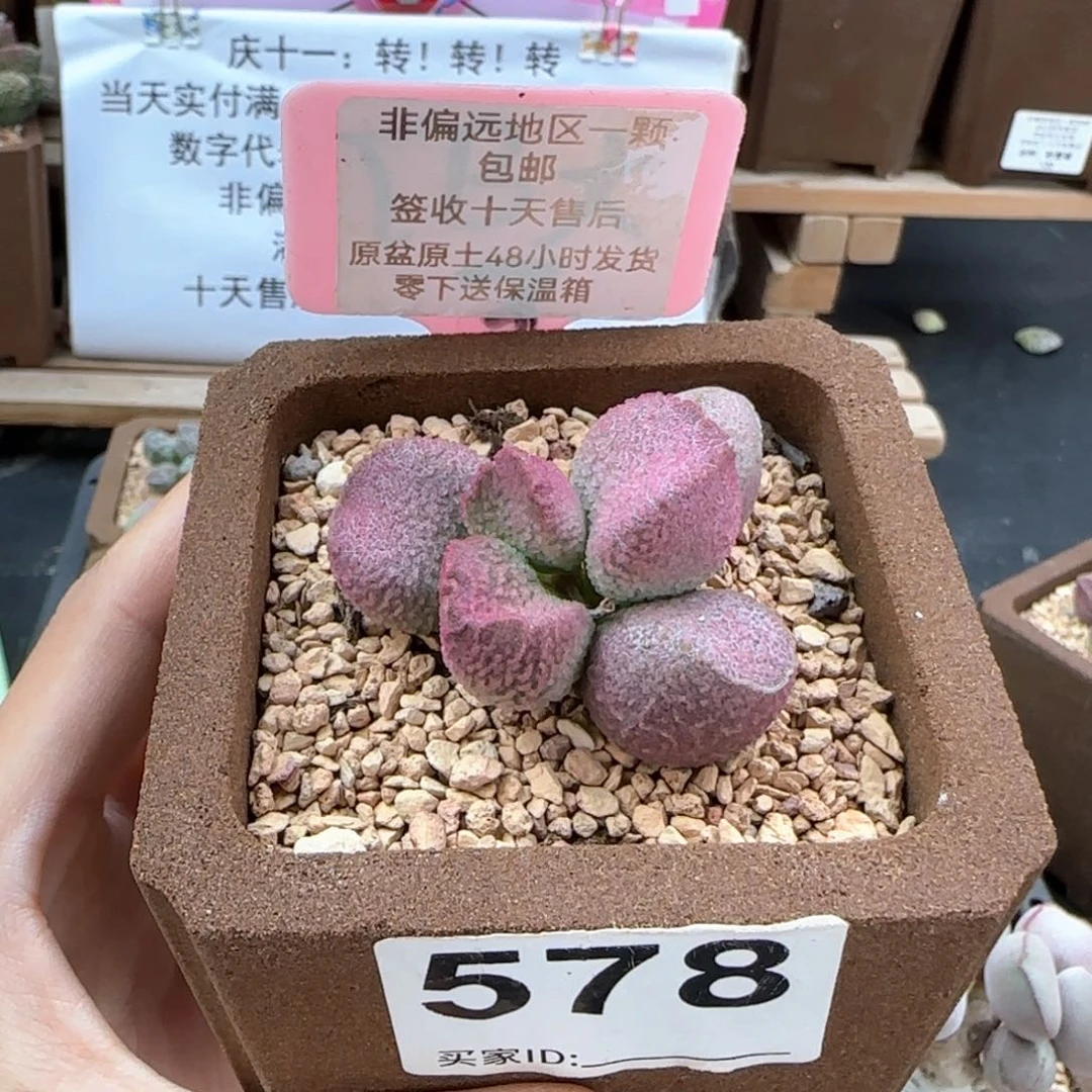 578赛猪肝多肉植物