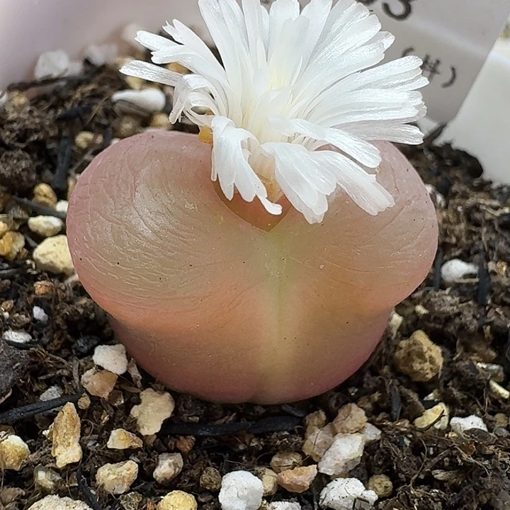 老马生石花2.2蟠桃933