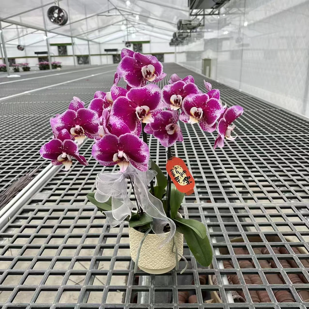 【大财主】精品蝴蝶兰 紫白色花型 室内精品观赏 真花