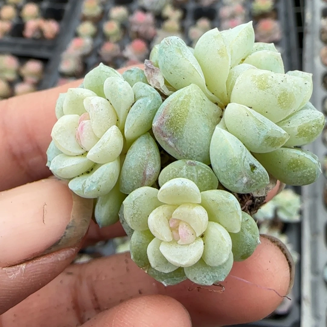 多肉小卡拉米糖心一物一拍