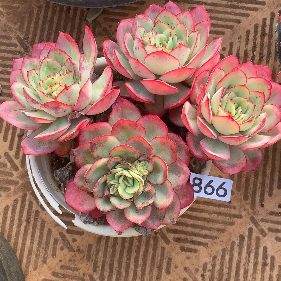 866 一物一拍多肉