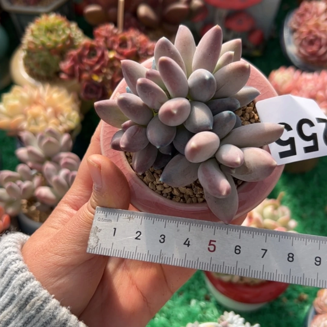 S***、255 多肉植物组合盆栽