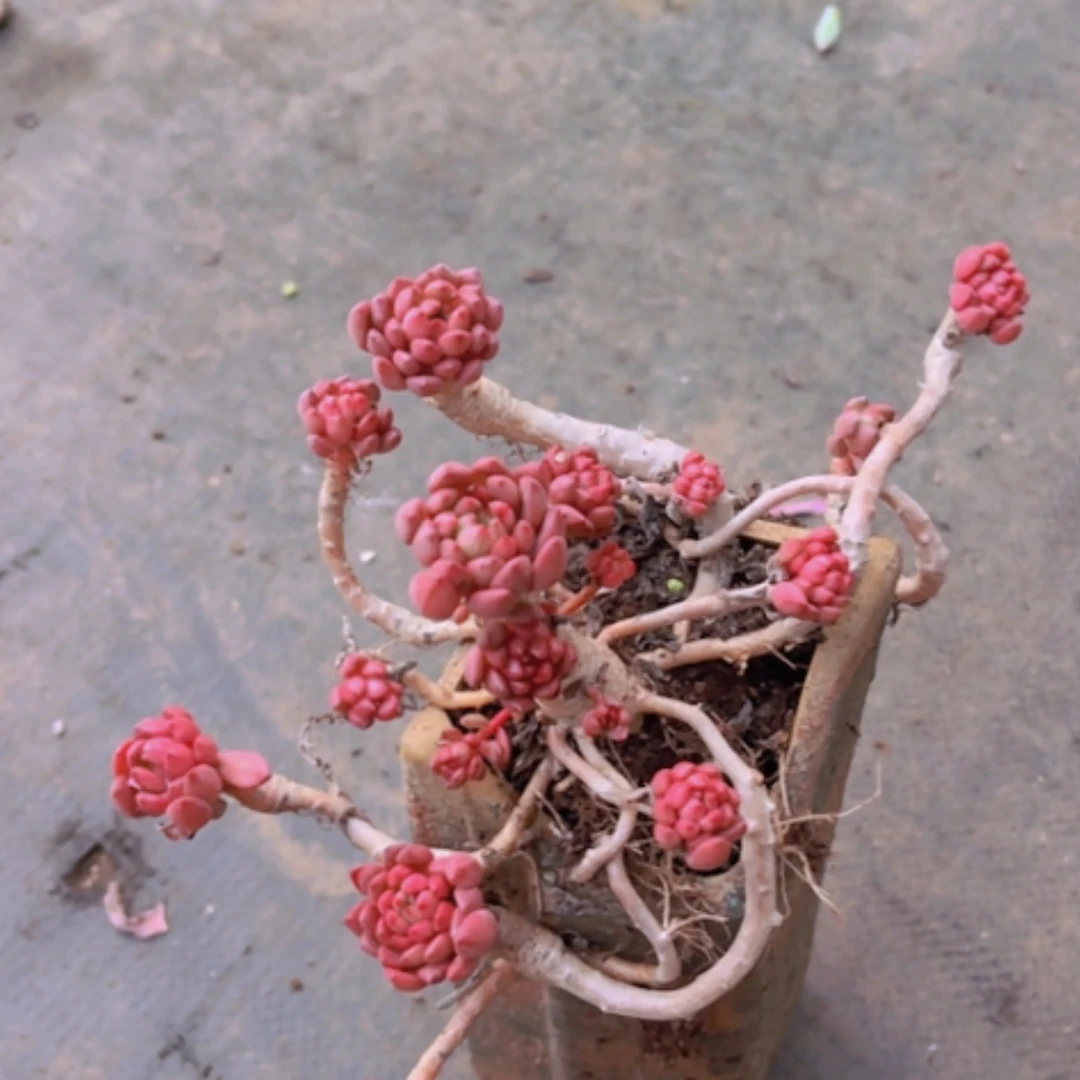 【闪购商品】红宝石19300