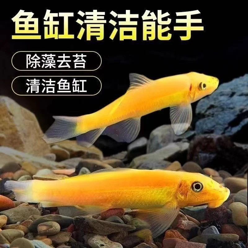 清洁鱼金苔鼠鱼清除藻粪便垃圾热带鱼彩虹鲨青铜鼠鱼缸工具老鼠鱼