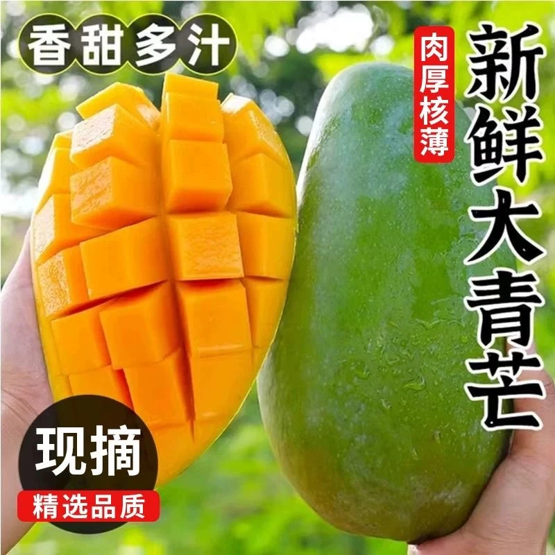广西百色金煌芒（生熟两吃）现摘现发产地直发大青芒皮薄肉厚现摘