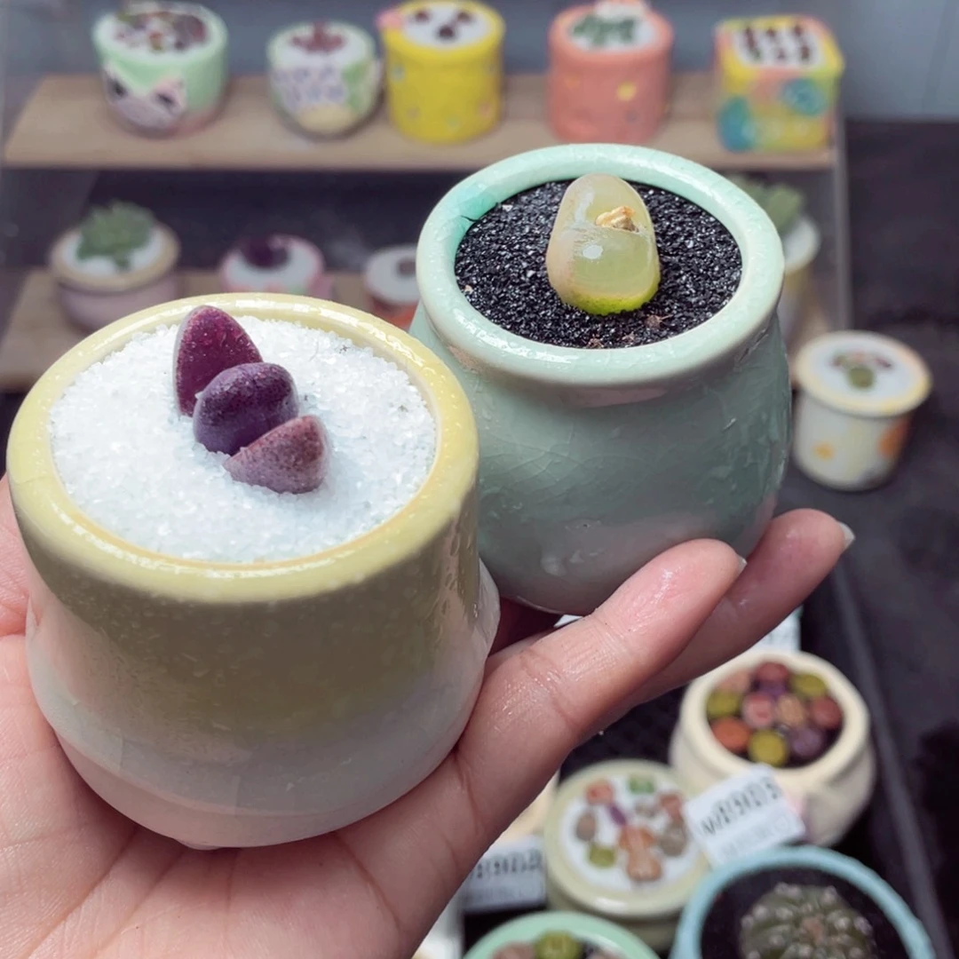 w8909 带盆土发货-零下地区拍保温箱