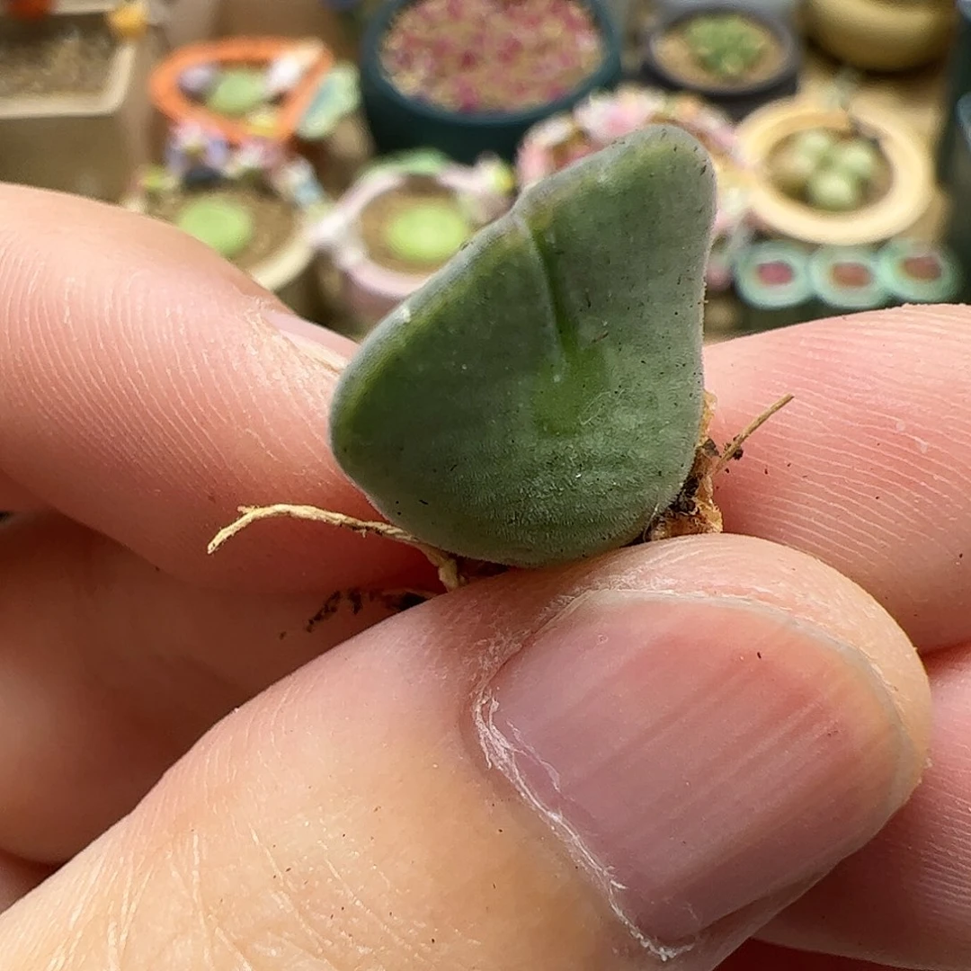 【闪购商品】350 福利