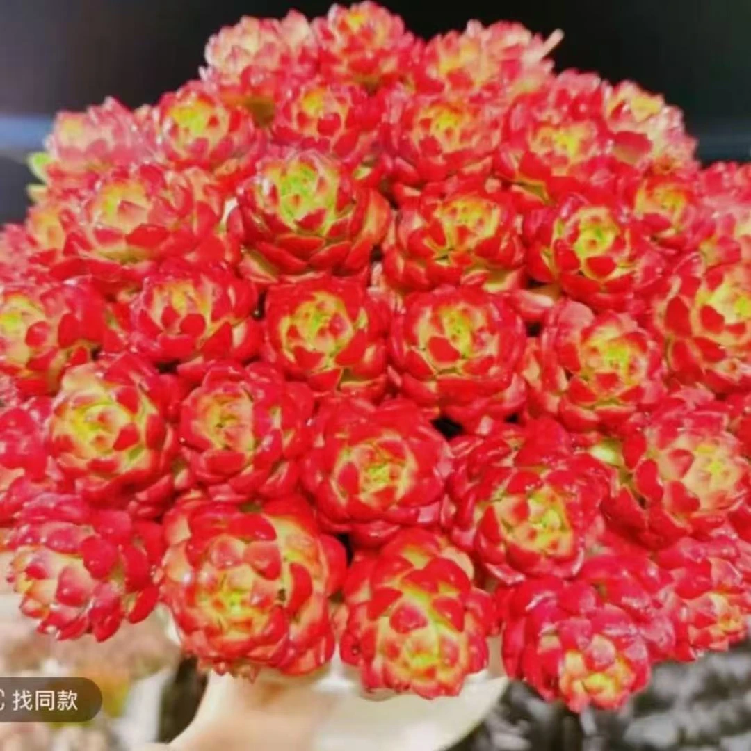 X爱马斯玫瑰＋草编篮 多肉植物耐旱喜阳 好养庭院阳台盆栽