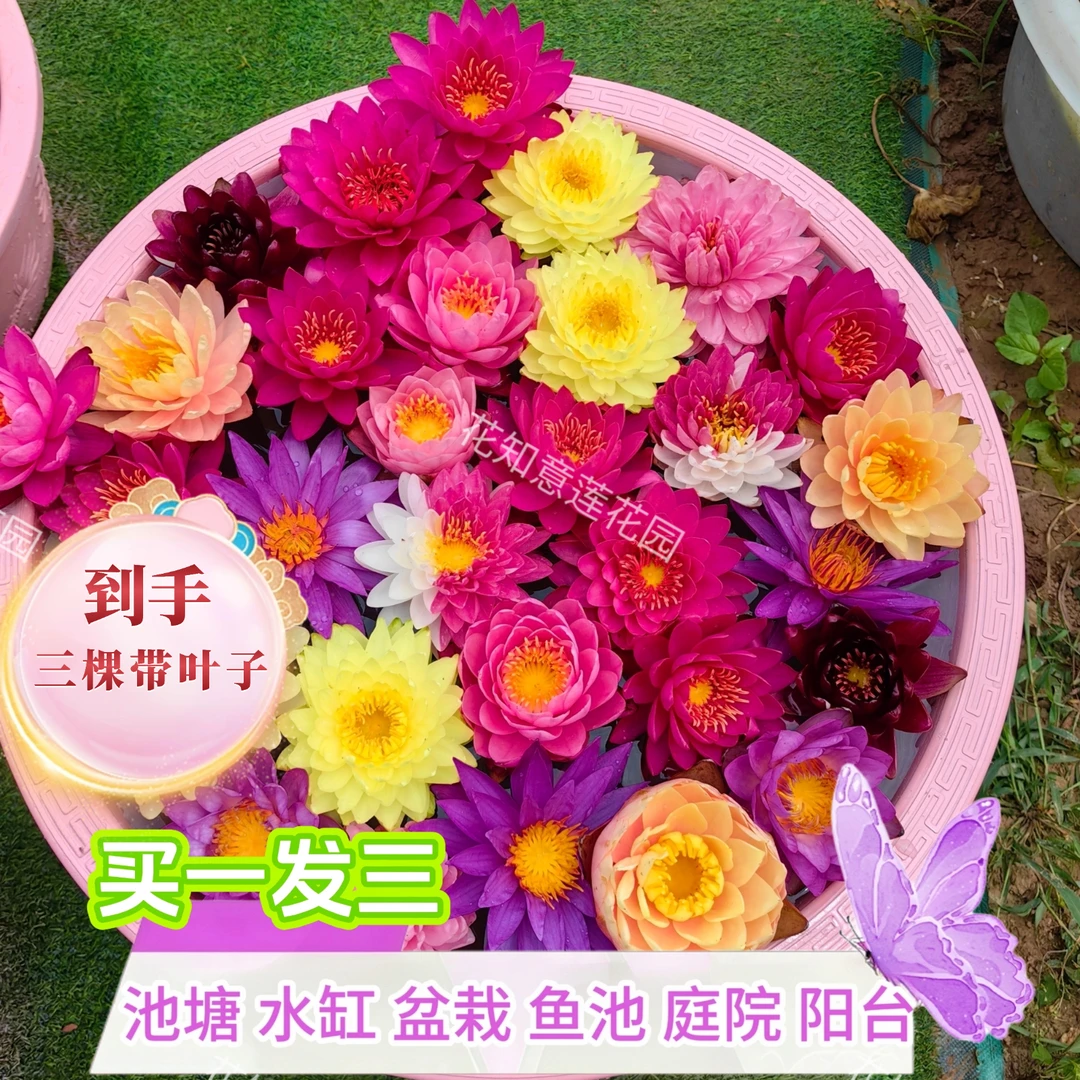 新品（买一发三棵）观赏睡莲花带叶子盆栽水缸池塘鲜花卉四季水培