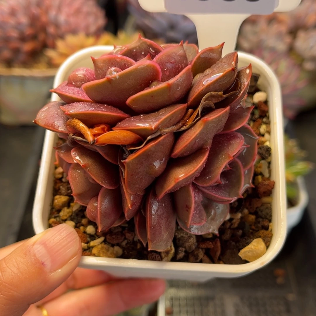 1988 满30包邮天冷地区必拍保温箱