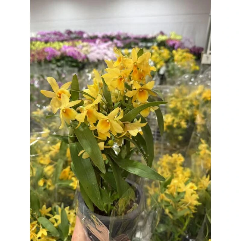 石斛兰昆明直发石斛兰昆明直发