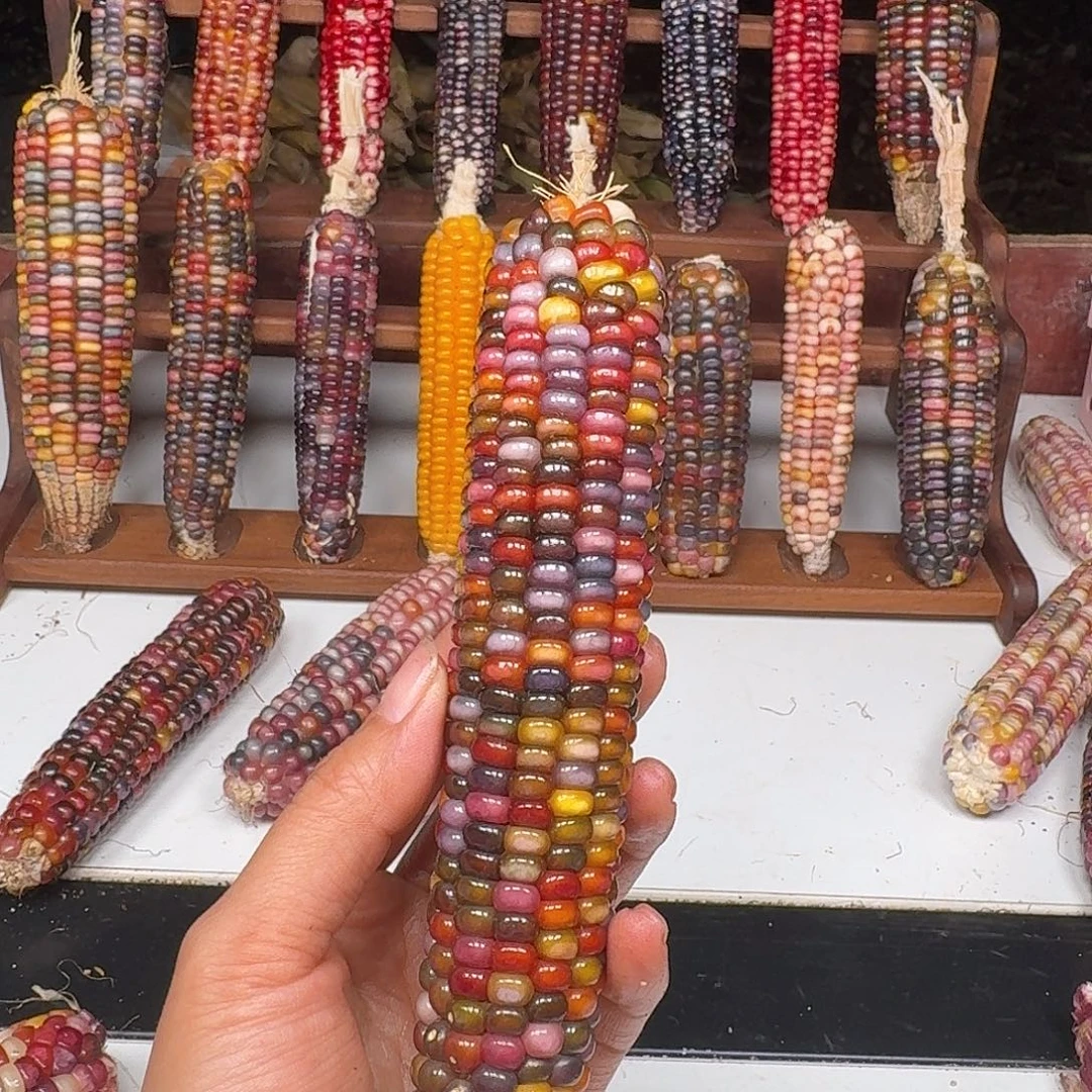 h***i吊坠柏香籽/百香籽