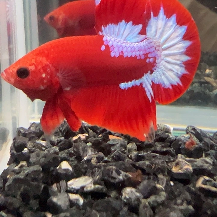 斗鱼满30包邮11日26