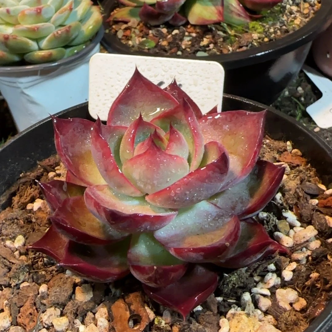 黑红惊鸿一物一拍包装收缩花旱266