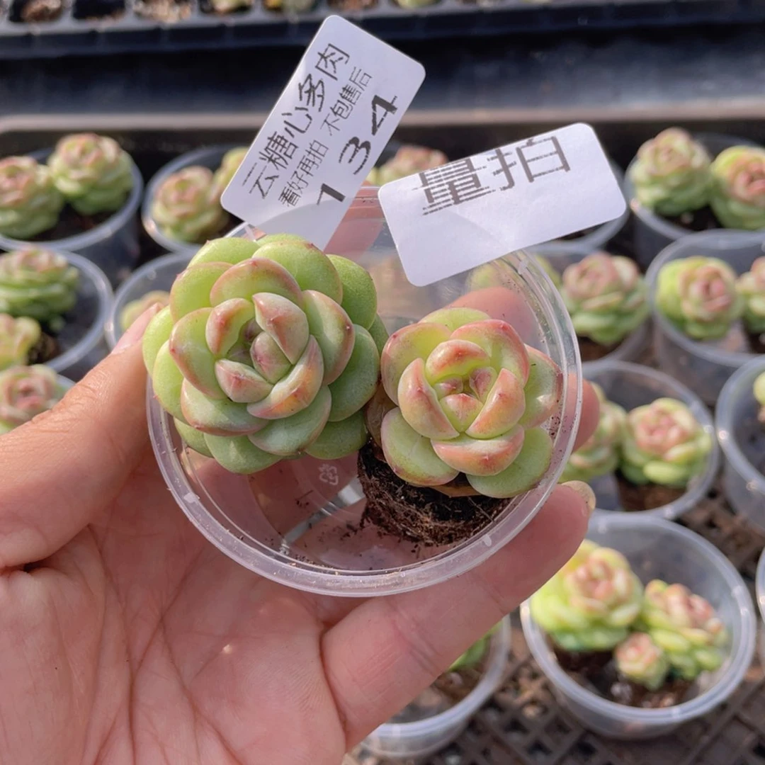云糖心多肉植物134