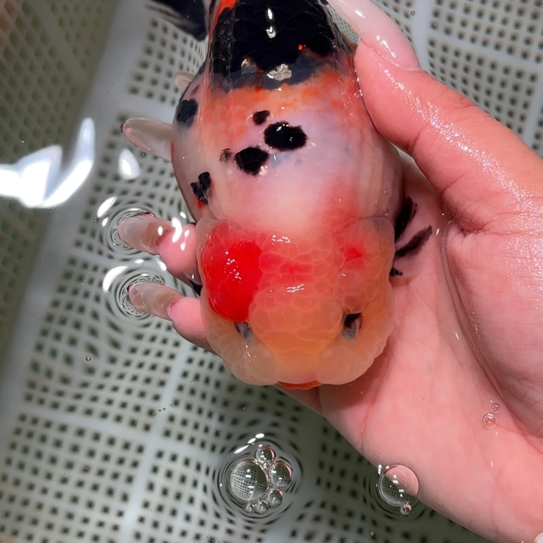 T***.金鱼拍包装包邮不拍包装运费到付