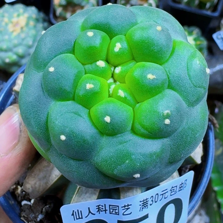 福利苗接佛头350