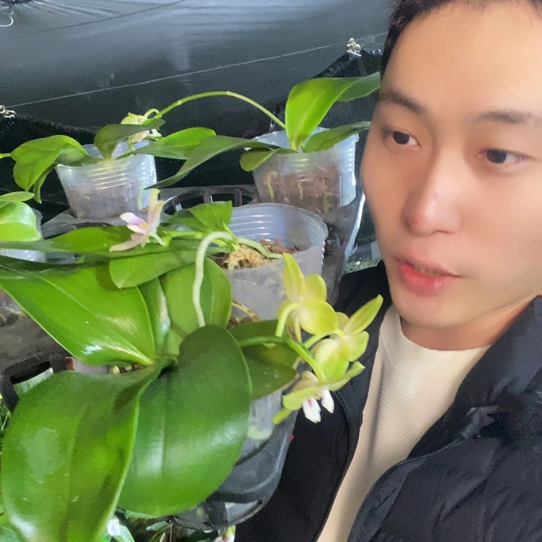 无花朵3.5原生盲盒