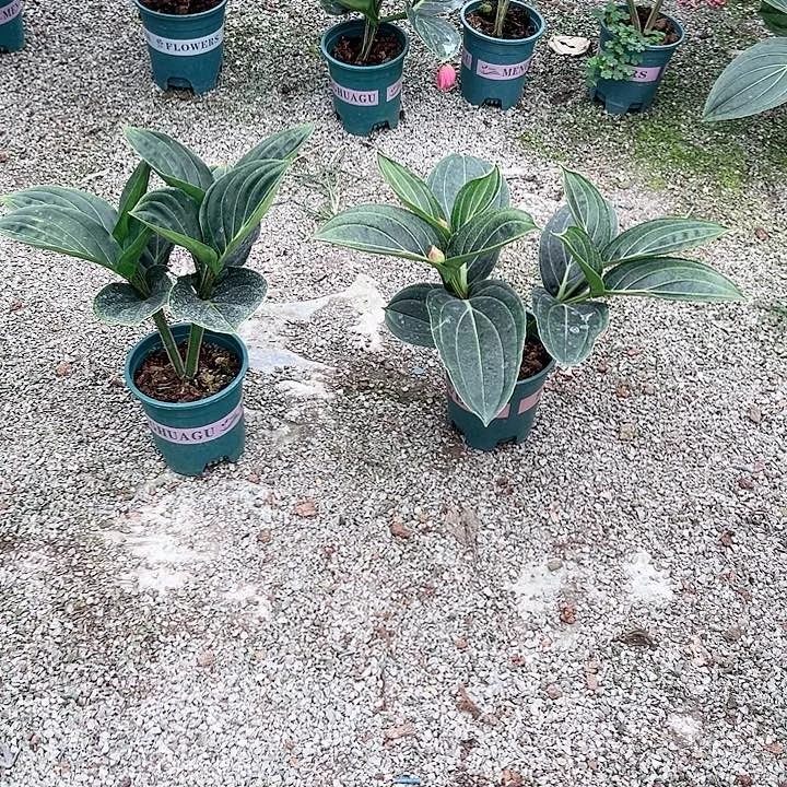 无花朵荷兰进口宝莲灯
