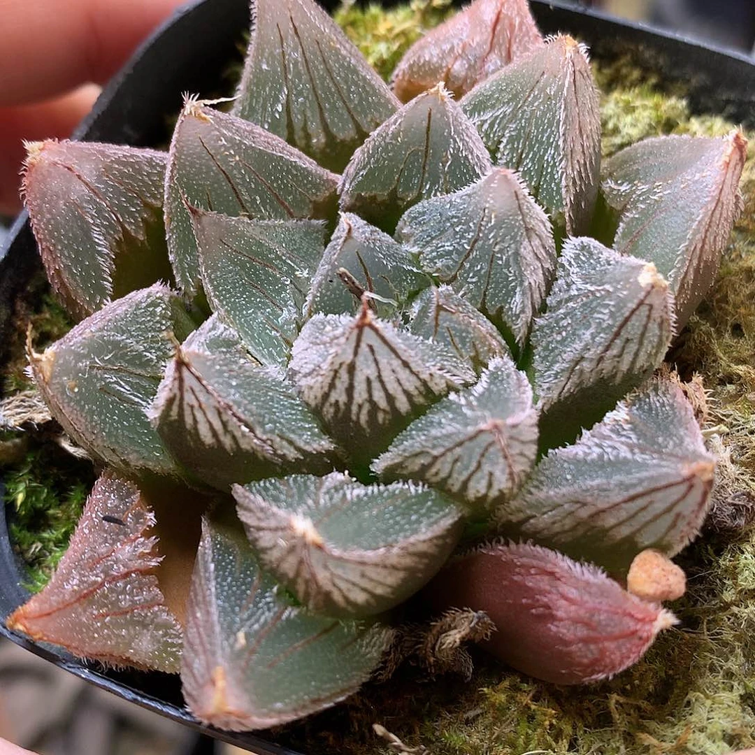 白狐狸毛玉露带盆土