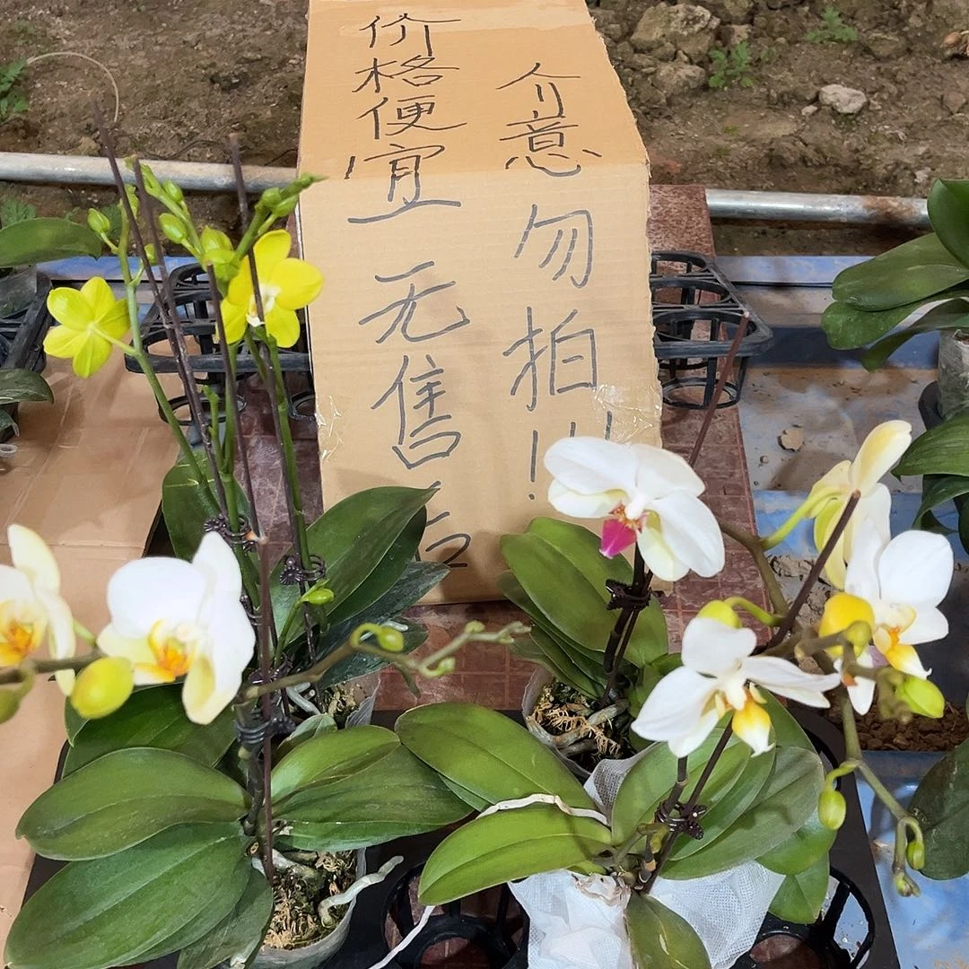 甜***记完全开放蝴蝶兰4个 不售后