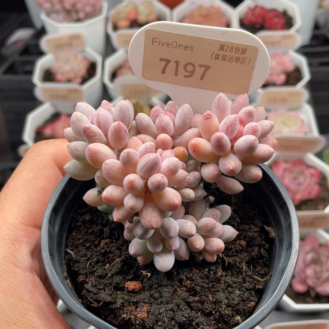 婴儿手指7197-7.5厘米
