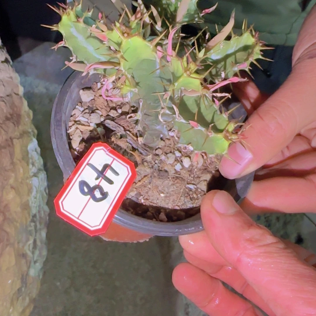 块根植物块根植物