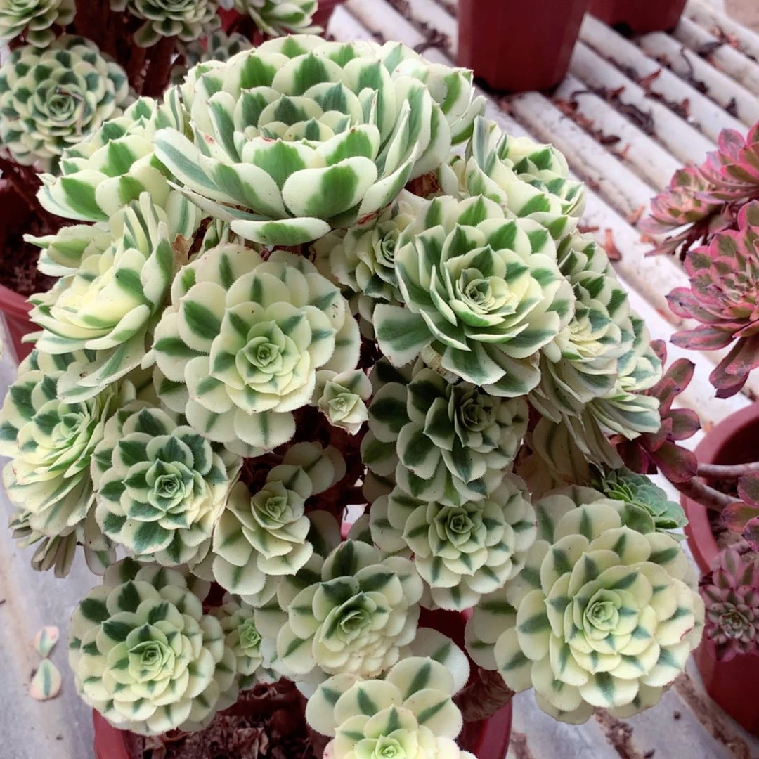 迈巴赫，多肉植物的