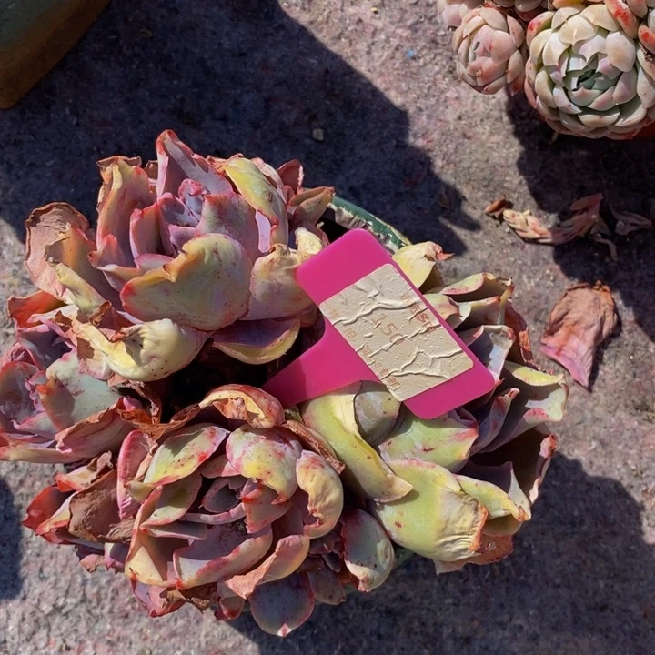 150晚霞肉肉肉肉肉肉