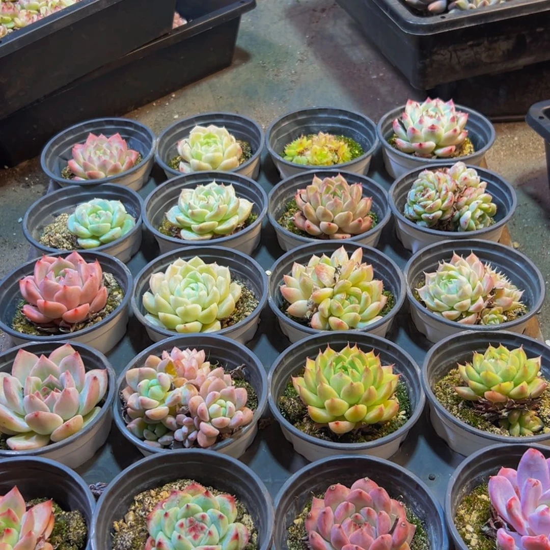 788多肉的小龙虾和一个