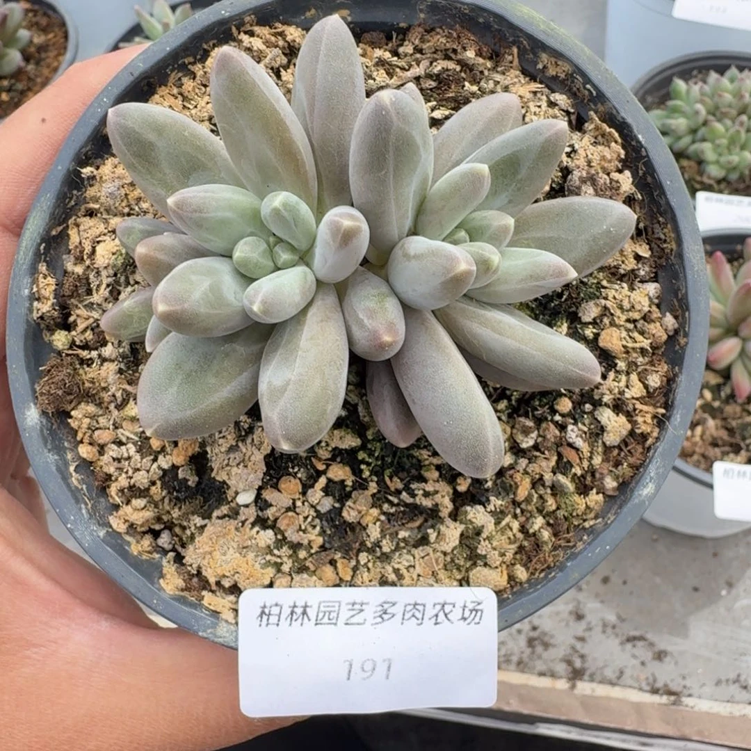 191 美人杂交 一物一拍